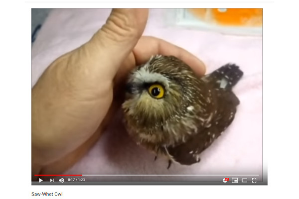 【必見オモシロ動画】これホントに猛禽類なの!? なでなでが好きすぎるフクロウの子ども