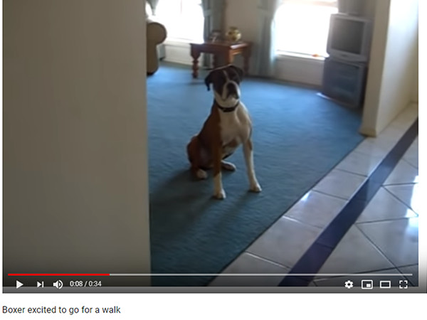 【必見オモシロ動画】もう感情が抑えられない!? お散歩が嬉しすぎるボクサー犬