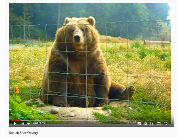 【必見オモシロ動画】フレンドリーすぎてほっこり… 手を振ってくれるクマ