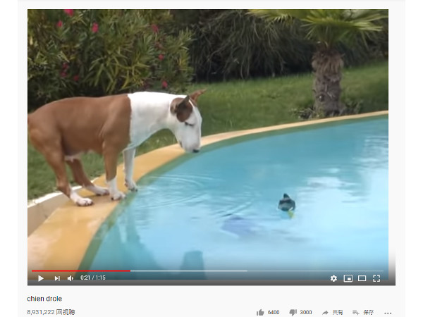 【必見オモシロ動画】泳ぐの下手すぎィ！ もはや溺れているようにしか見えない犬