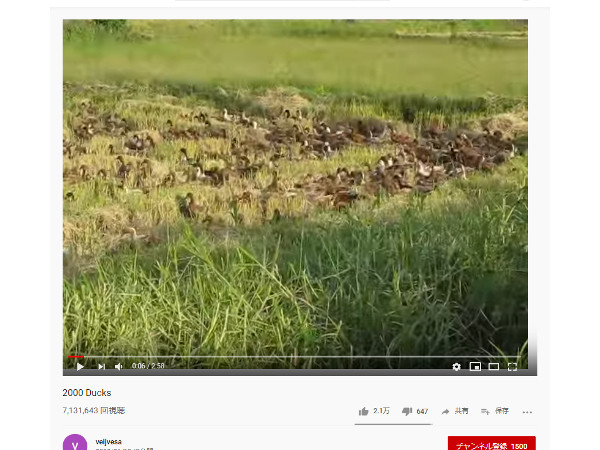 【必見オモシロ動画】いったい何羽いるんだろう… 大量のアヒルたちが大陸横断