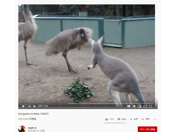 【必見オモシロ動画】ボクサーのような華麗なステップを披露!? エミューVSカンガルーの戦い