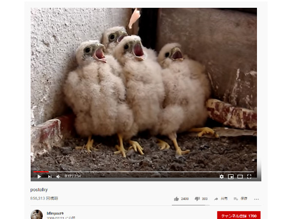 【必見オモシロ動画】「エサだ！ エサが来たぞ！」 必死にエサを食べるヒナたち