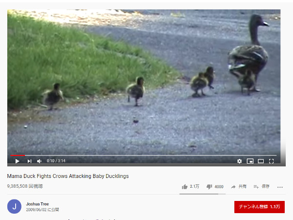 【必見オモシロ動画】ハラハラドキドキ…！ カラスの脅威から子ガモを守る母ガモ