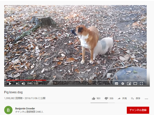 【必見オモシロ動画】本当の親子より親子っぽい!? 犬と子豚の深い絆