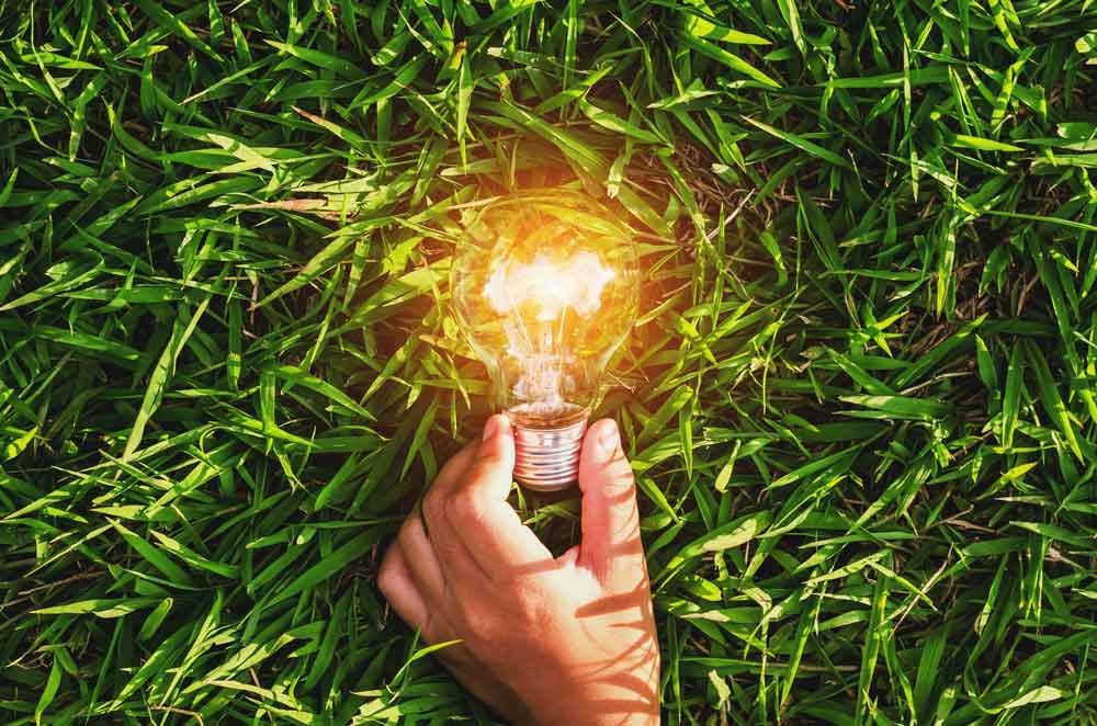 シダ植物が発電!? 自撮りもできる「植物性エネルギー」が地球環境を守る