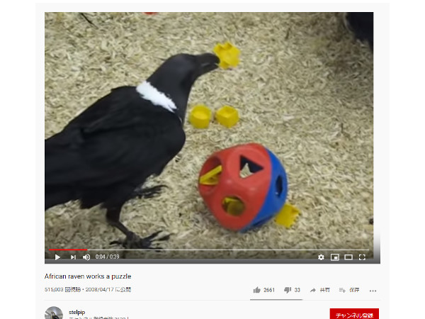 【必見オモシロ動画】そのうち頭脳で負けるかも…？ アフリカのカラスが賢すぎる