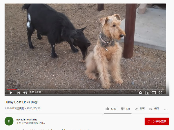 【必見オモシロ動画】「かまってよぉ～（泣）」 ヤギをガン無視する犬