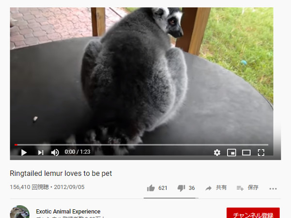 【必見オモシロ動画】モフッとした体毛がたまらん…！ マダガスカルからやってきたワオキツネザル