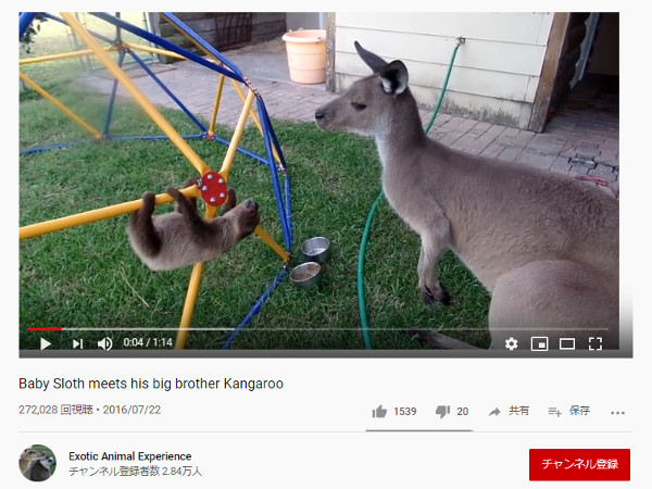 【必見オモシロ動画】もっともっと触れ合いたい！ カンガルーにかまってほしいナマケモノ