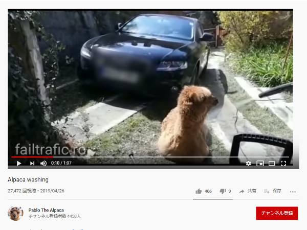 【必見オモシロ動画】洗車ならぬ洗アルパカ!? 高圧洗浄機で洗われるアルパカちゃん