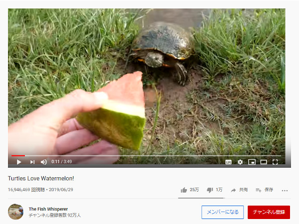 【必見オモシロ動画】小さな沼がお祭り状態に!? スイカをシャクシャクと食べるカメたち