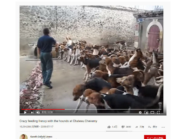 【必見オモシロ動画】いくらなんでも多すぎる!? エサをむさぼる犬の集団