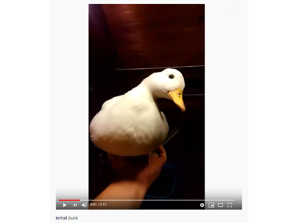 【必見オモシロ動画】は、激しすぎる…！ 地上で水かきを見せてくれるアヒルくん