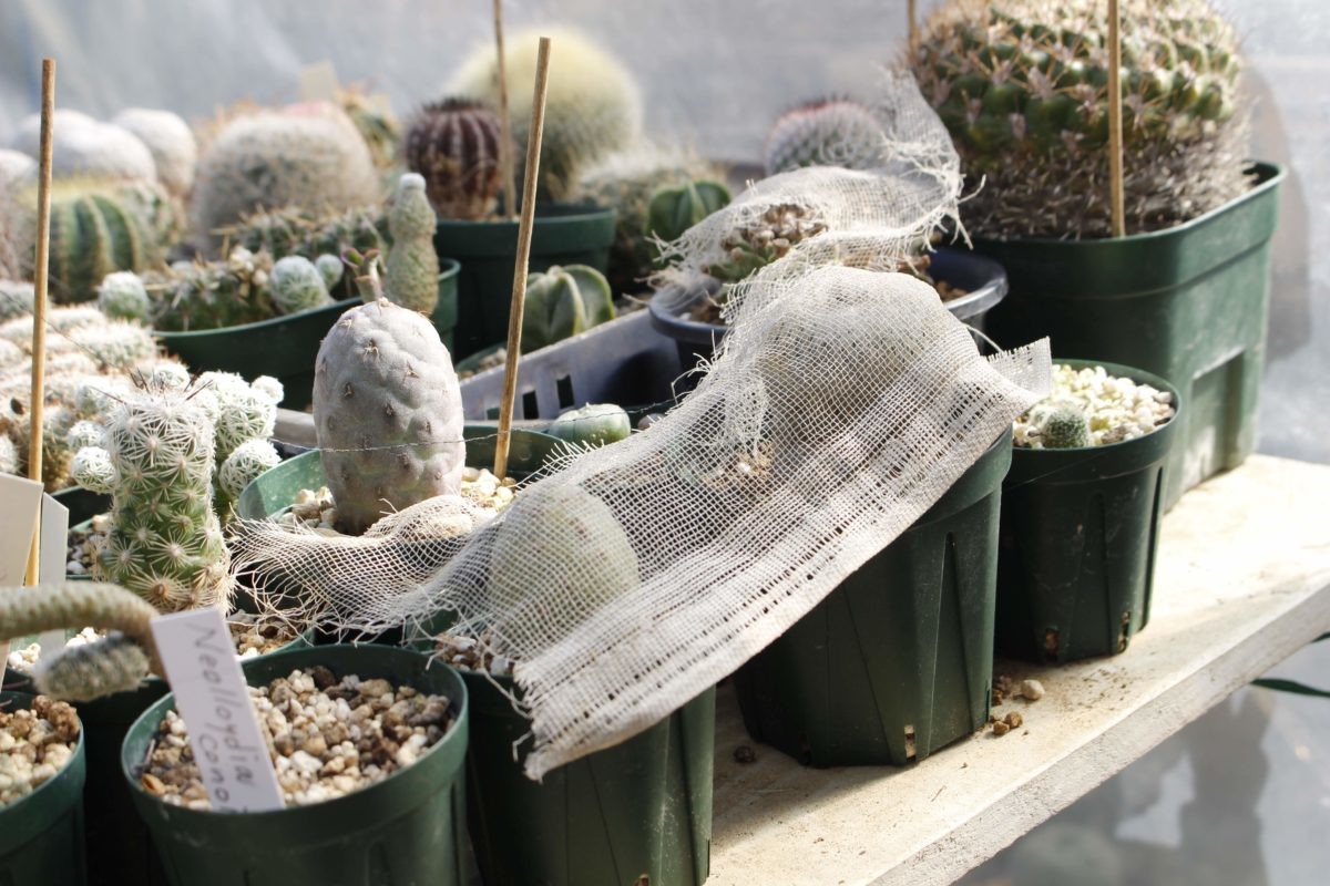 形から入る「多肉植物」入門ーー専門誌が教える上手に育てる3つのコツ
