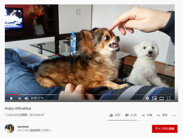 【必見オモシロ動画】そこまでキレる必要ある!? 異常に怒るチワワ