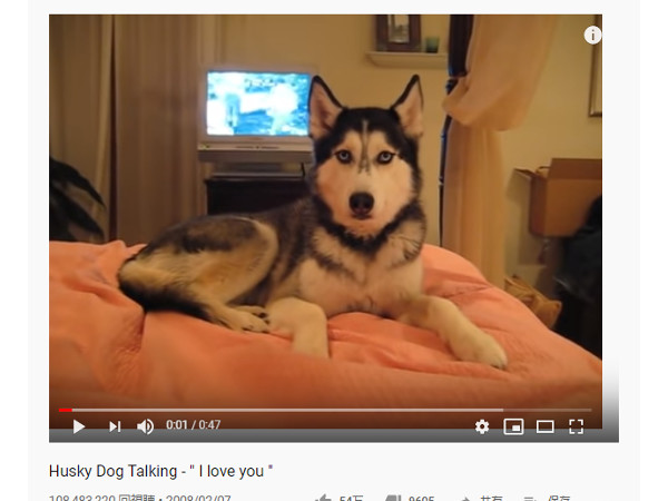 【必見オモシロ動画】絶対に意味が分かってる！「I love You」としゃべるハスキー