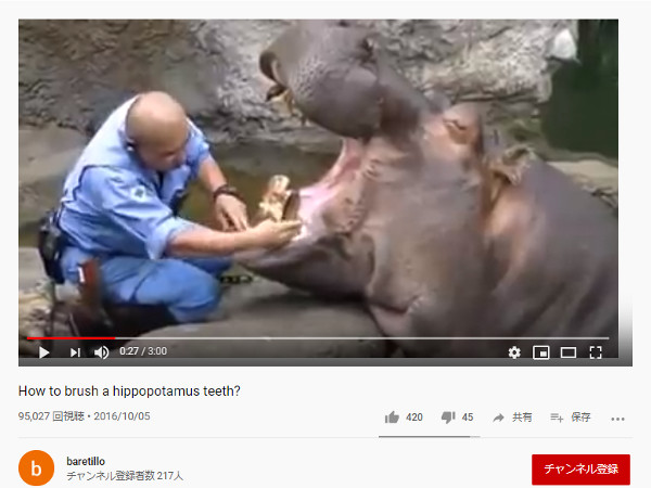【必見オモシロ動画】飼育員との絆に感動… 歯をキレイに磨いてもらうカバ