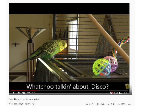 【必見オモシロ動画】あまりにも饒舌すぎる!? ボイパまでこなす天才インコ