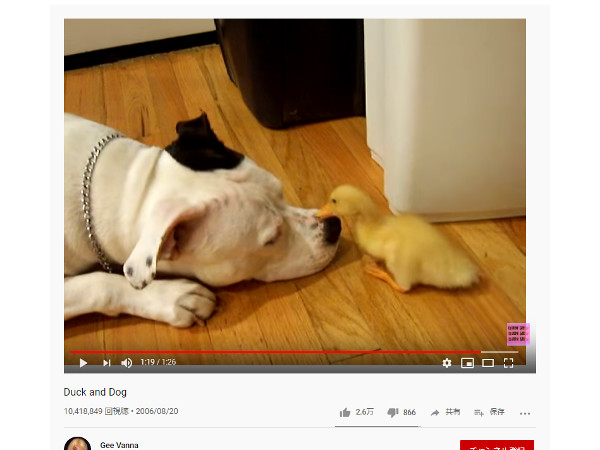 【必見オモシロ動画】見た目によらずジェントルマン!? アヒルにやさしい強面犬