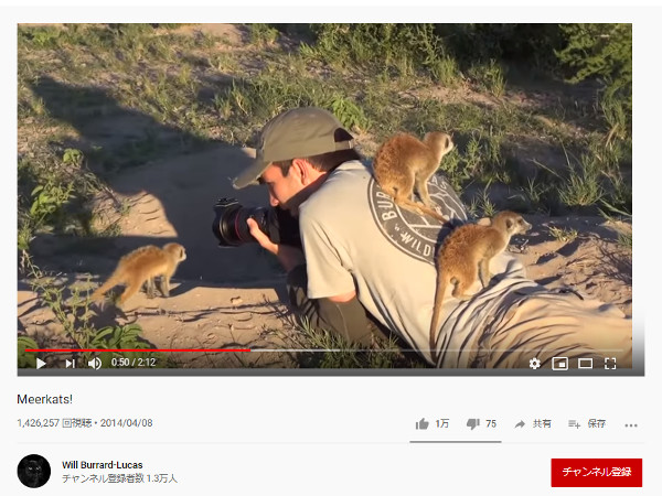 【必見オモシロ動画】みんなカメラマンが大好き!? ボツワナ共和国のミーアキャットたち