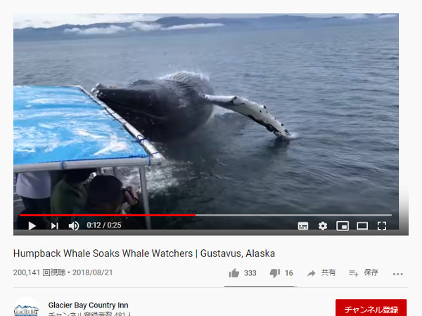 【必見オモシロ動画】ホエールウォッチング中にハプニング発生!? 大ジャンプするクジラ