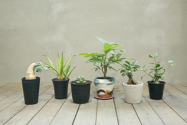 塊根に多肉、エアープランツ…個性派が続々！「観葉植物」の最新トレンドと育て方