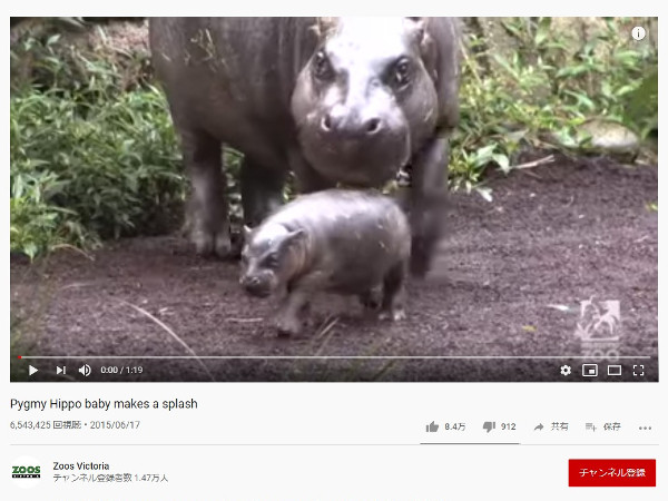 【必見オモシロ動画】息継ぎする姿に胸キュン！ 小さくて可愛いコビトカバの赤ちゃん