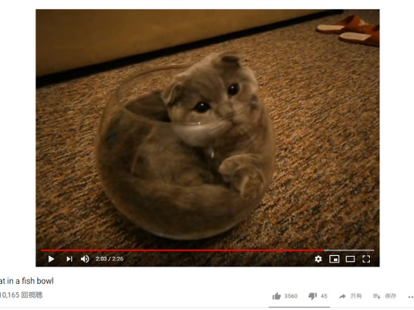 2019年、悶絶するほど「カワイイ猫動画」を沢山紹介してきたので、ベスト5をまとめてみました
