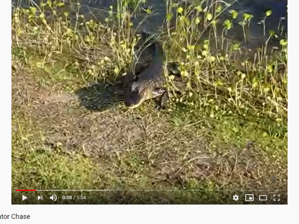 【必見オモシロ動画】一瞬の油断が命取り!? ワニからの怖すぎる逃走劇