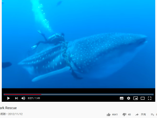 【必見オモシロ動画】ロープが巻きついたジンベエザメの悲劇！ ダイバーの優しさに感動の声