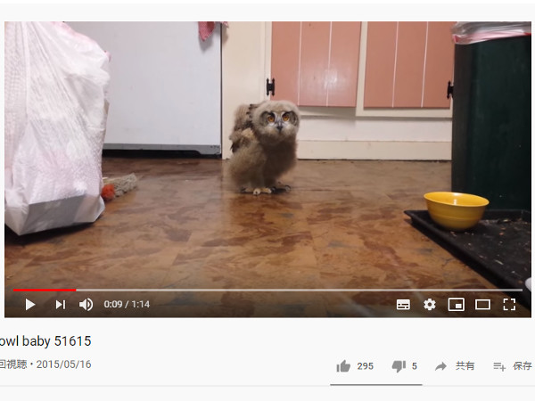 【必見オモシロ動画】不気味なのに可愛い… 動きが個性的すぎるフクロウの赤ちゃん