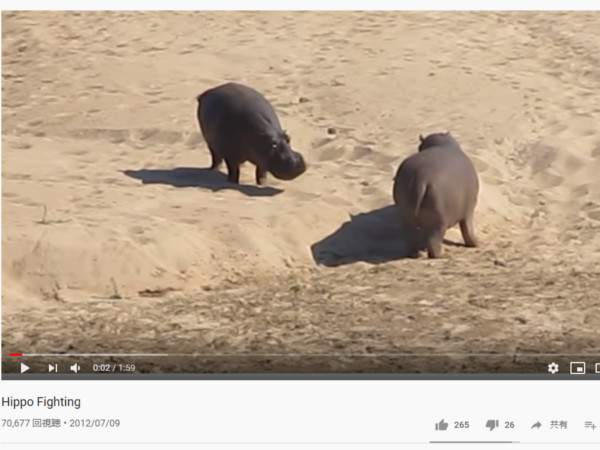 【必見オモシロ動画】やはり陸上最強生物!? 2頭の“カバ”による決闘が迫力満点！