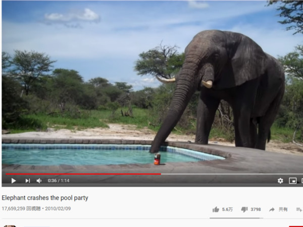 【必見オモシロ動画】巨大なゾウ、人間のプールパーティーにうっかり参加!?