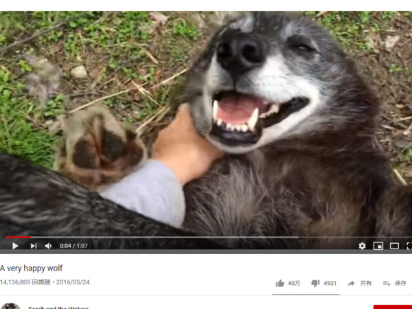 【必見オモシロ動画】飼い主に撫でられる狼さん、野生を忘れて犬になってしまう