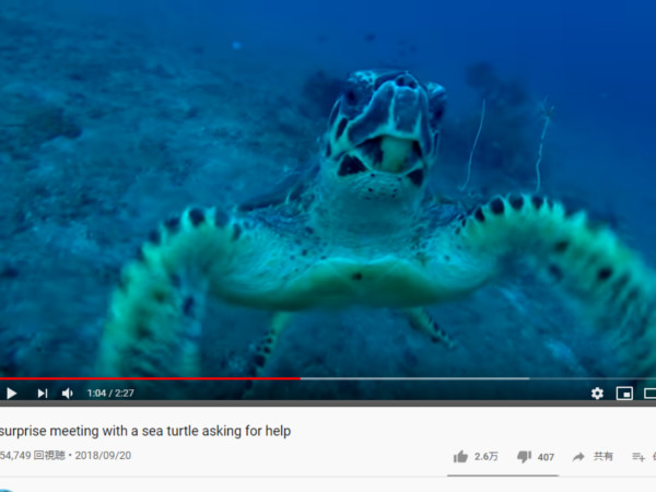 【必見オモシロ動画】臆病な生物として知られるウミガメがダイバーに接近した理由とは？