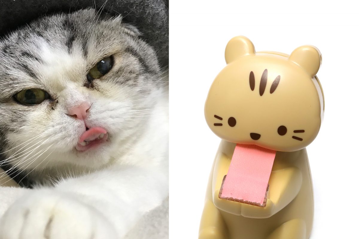 ↑舌を出しっぱなしのこの感じよ。超かわいい!