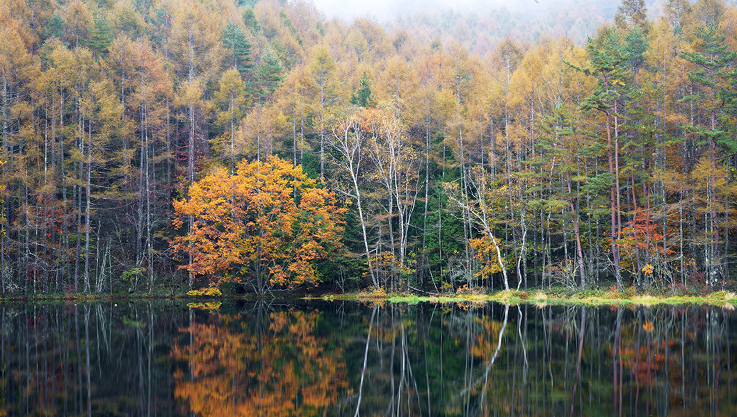 SNSでバズった「雨の岐阜県」で思い出した――森の音をリアルタイム配信する「Forest Notes」を聴く