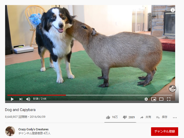 犬はヒトだけでなく他の動物とも「良き相棒だ」! 癒やされるワンちゃん動画5選