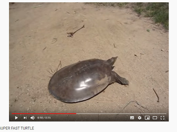 スピーディーなカメにレッサーパンダのリアクション芸!? 思わず笑っちゃう面白動物動画5選