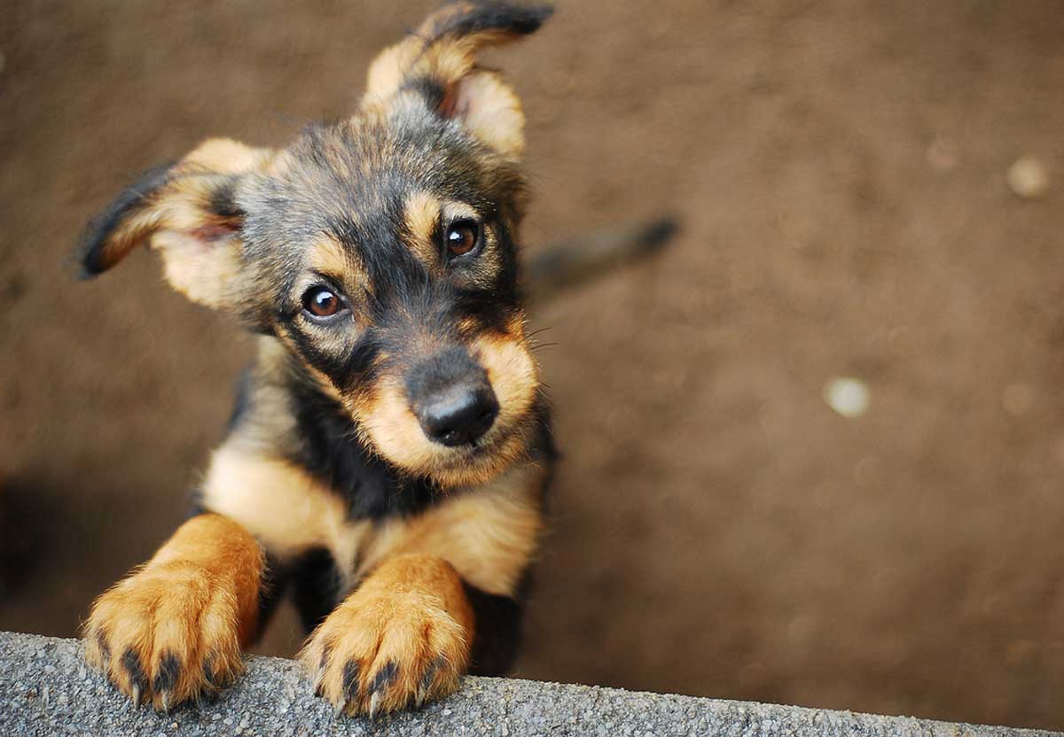 飼い主に知ってほしい! 犬も思春期は反抗的になることが判明