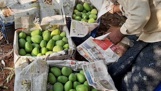 コロナ下の苦境を乗り切れ！――インドでマンゴー農家の窮地を救ったJICA主導の直販プロジェクト