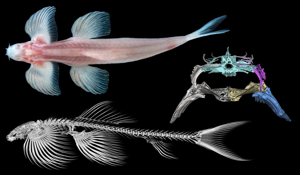 魚はどうやってカエルになった? 進化の鍵を握る「歩ける魚」に新事実