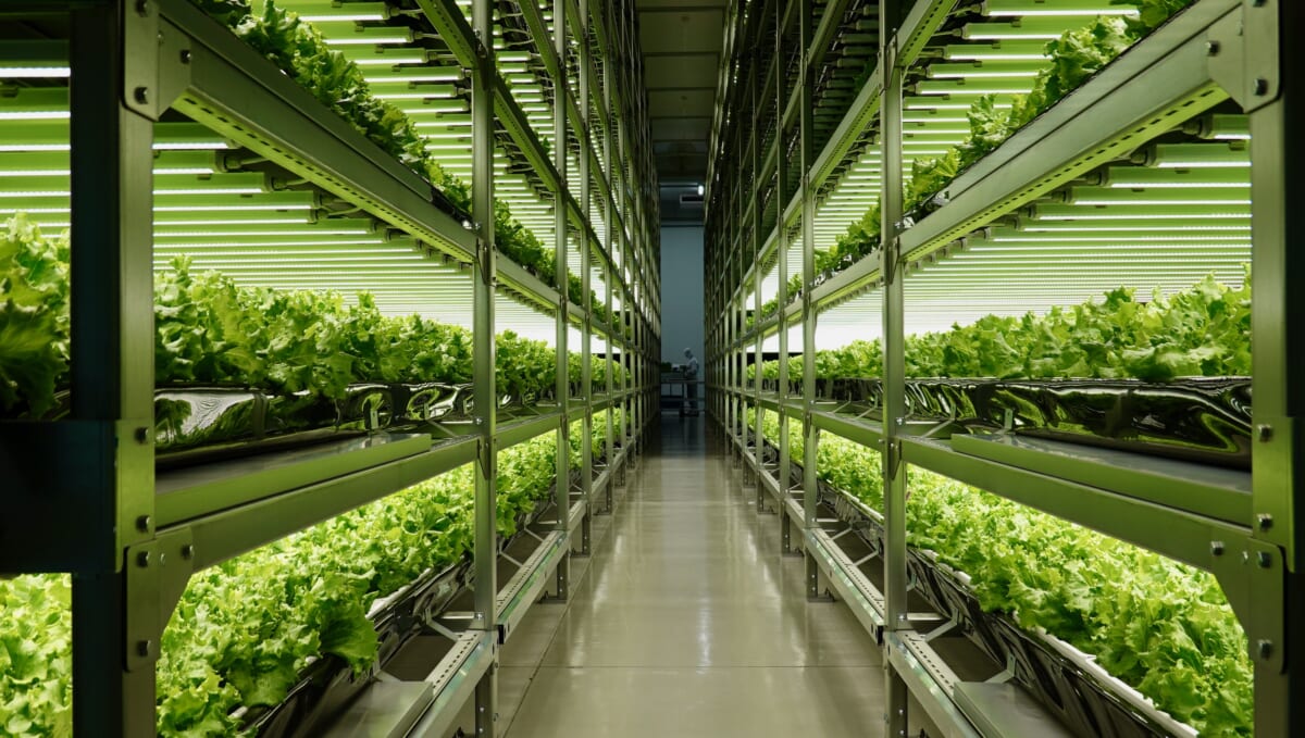 まるでSFの世界!? 世界最大の完全人工光型植物工場の内部に初潜入して分かったこと