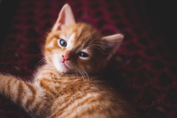 猫と仲良くなれる「超シンプルな方法」が研究で明らかに