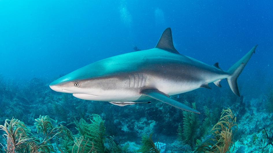 人類の犠牲にーーワクチン開発で25万匹のサメが危機に