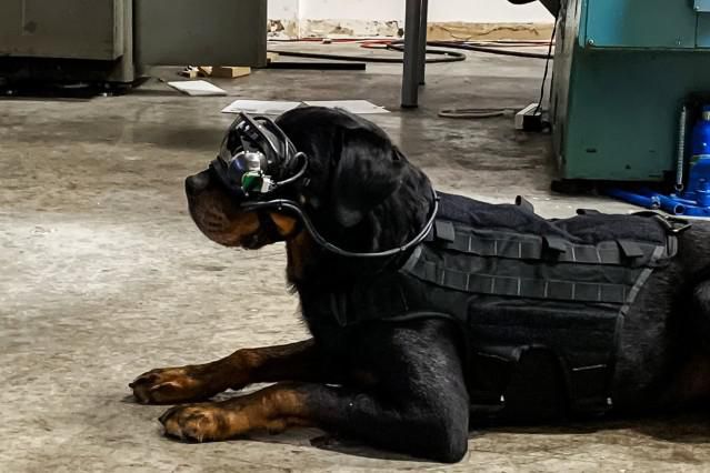 嗅覚だけでなく視覚も! 米軍が「軍用犬向けARゴーグル」を開発中