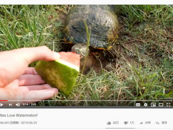 小さな沼がお祭り会場に!? 食事姿がユニークすぎる動物動画セレクション