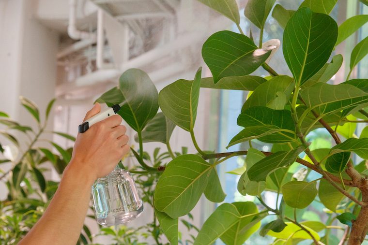 気温・湿度が高い季節は要注意！ 観葉植物を害虫被害から守る方法