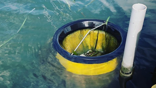 海洋浮遊ごみ回収機“SEABIN”で海洋ごみ問題に取り組む動機は、純粋な「海への思い」にありました